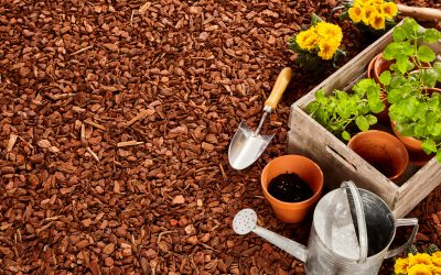The Incredible Science Of Mulching: Boosting Your Soil Health Naturally