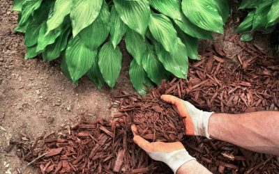 DIY Mulching Projects: A Simple Way to Boost Your Garden’s Look and Health