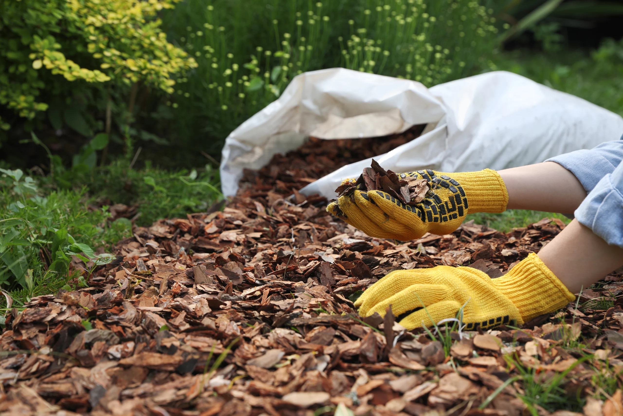 A person wearing yellow gardening gloves spreading dark brown wood mulch by hand from a white plastic bag onto a garden bed.
