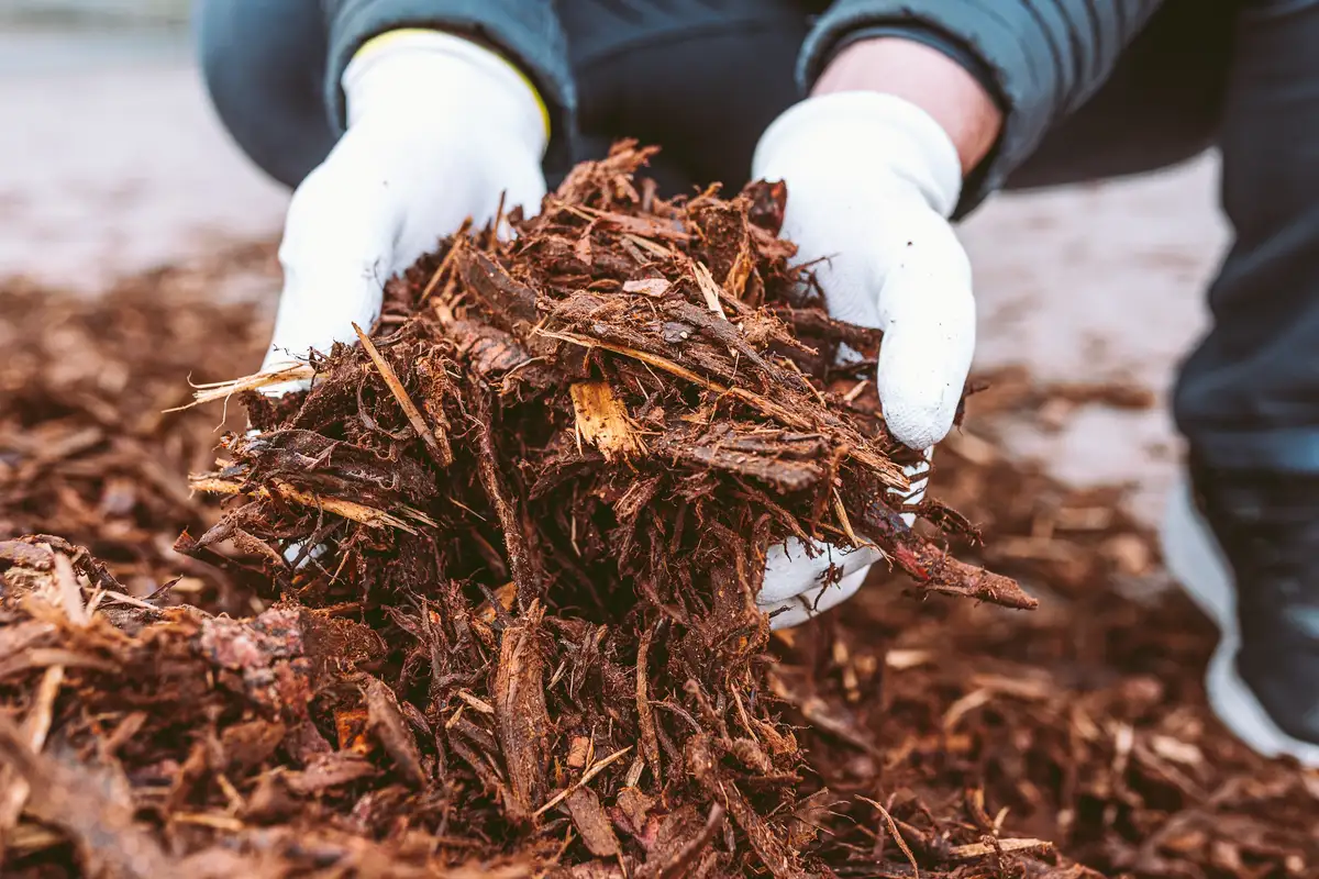 Cedar vs pine mulch: garden cedar chips held by gardener in gloves