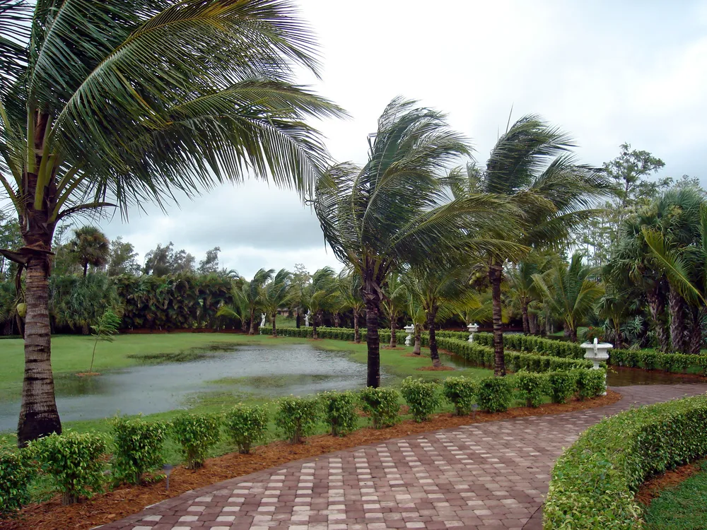 Flooding in a field of grass and paved driveway with palm trees and hedges in South Florida, West Palm Beach