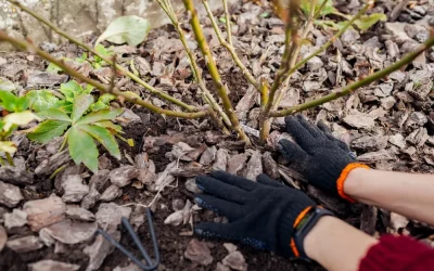 The Simple Science of Mulch Care: Keep Your Beds Beautiful All Year