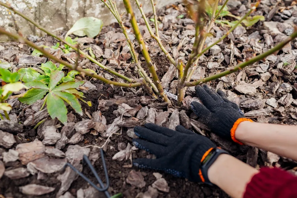 The Simple Science of Mulch Care: Keep Your Beds Beautiful All Year