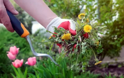 What Is the Best Mulch to Stop Weeds?