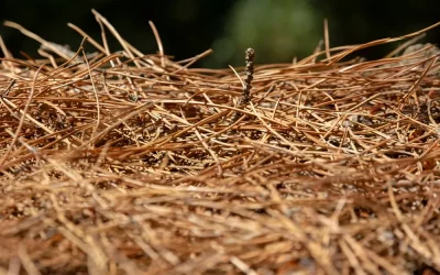 Mulch Services for Landscapers in Bluffton, SC