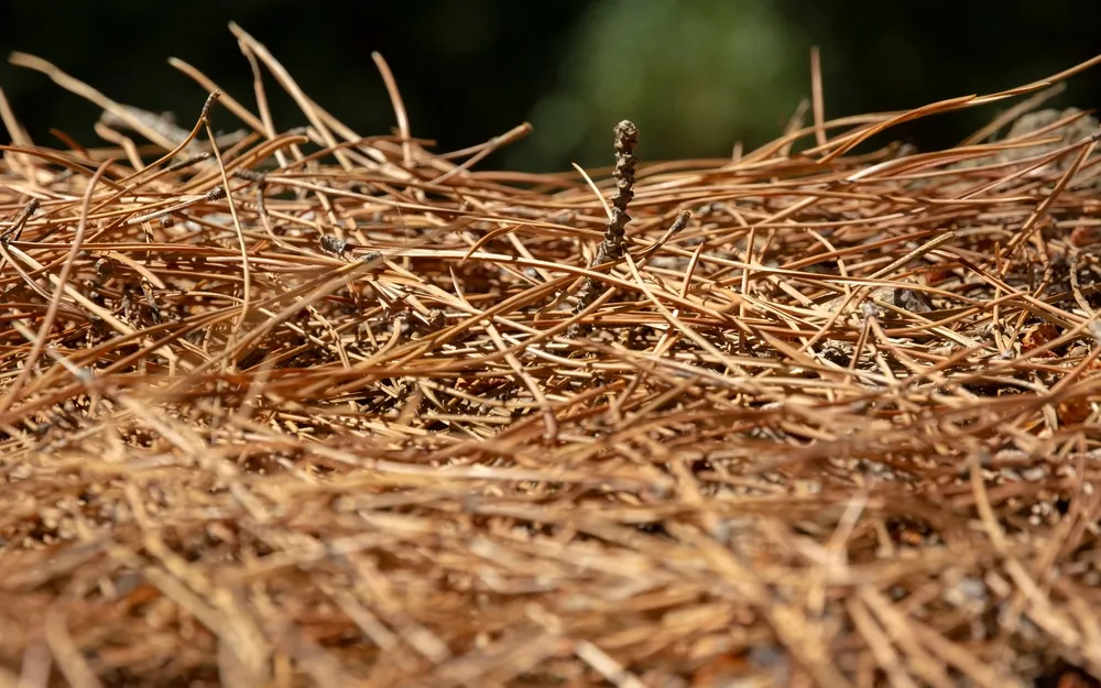 Mulch Services for Landscapers in Bluffton, SC
