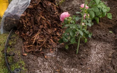 Planting Flowers in Mulch: Techniques for Optimal Garden Health and Growth