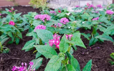 Mastering Garden Bed Mulching: Selection, Depth, and Weed Control Strategies