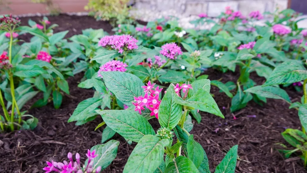 Bright pink flowers growing in a freshly planted garden bed surrounded by dark mulch and healthy green leaves.
