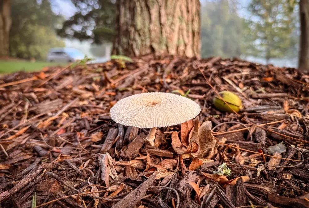 Keep Your Landscape Clean: 8 Ways to Stop Mulch Mushrooms and Fungi