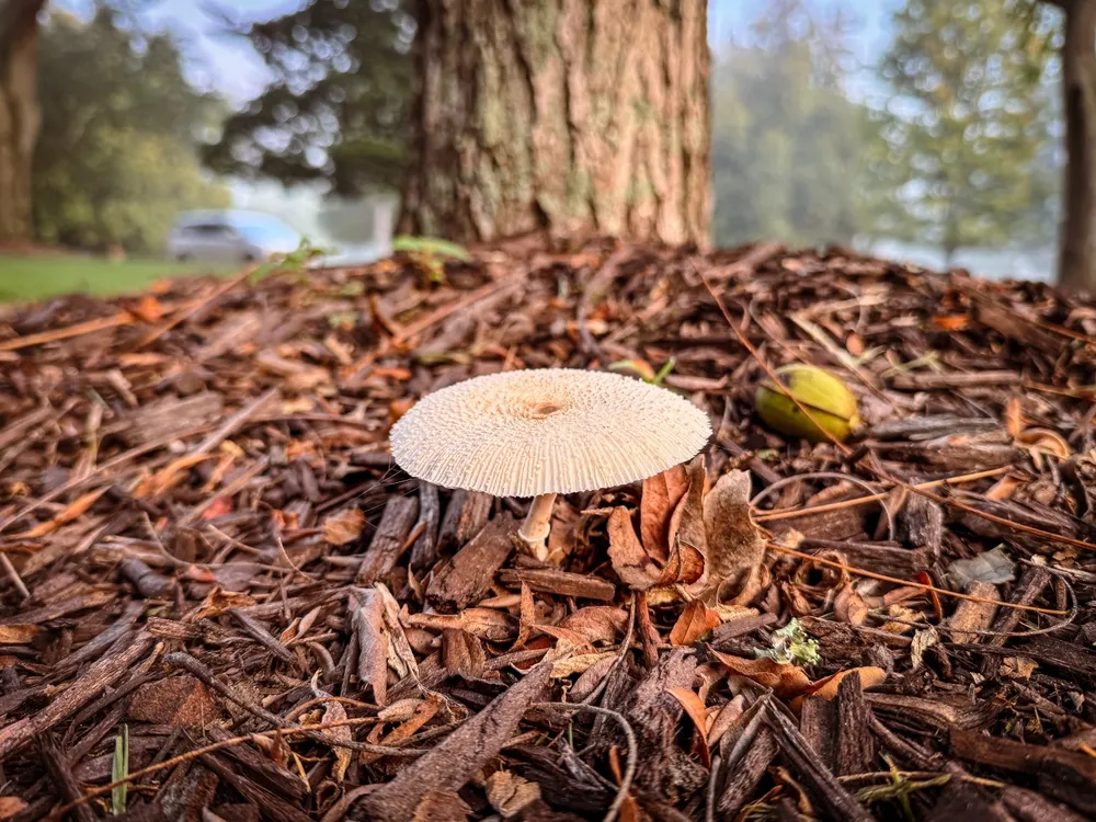 fungi growing in mulch