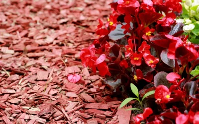 Cedar Mulch in Your Landscape: Pros, Cons, and Professional Application Tips