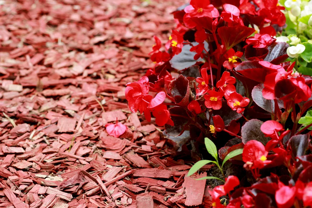 Cedar Mulch in Your Landscape: Pros, Cons, and Professional Application Tips Cedar mulch and Begonias in the garden