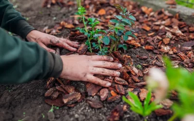 Mulch Removal Costs: When to Hire a Professional vs. DIY