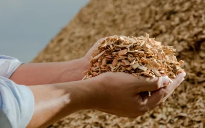 Mulch or Wood Chips? Key Differences for Your Landscaping Project