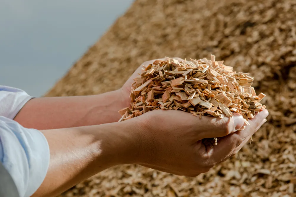 Mulch or Wood Chips? Key Differences for Your Landscaping Project Hands holding wooden chips