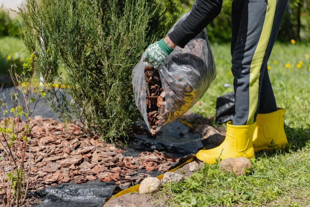 Using bark against weeds around garden plants - mulching the soil