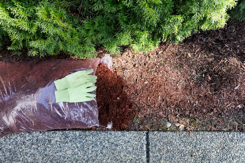 When to Replace Old Mulch: Best Practices for Removal and Refreshing Your Beds Replacing existing red bark mulch in shrubs with work gloves on top of open new bag