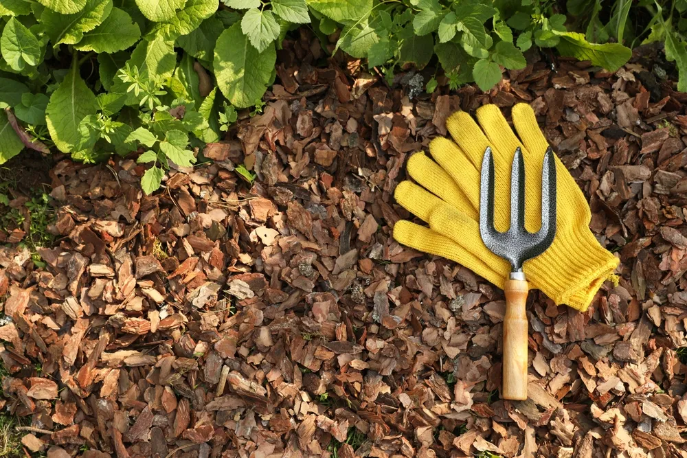 Proper Mulching Techniques: Depth, Application, and Avoiding Mulch Volcanoes Soil mulched with bark chips, fork and gloves in garden, flat lay